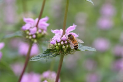 Botanic Bee